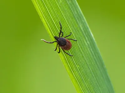 flea, tick, and mosquito control