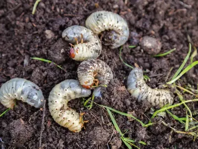 grubs in soil