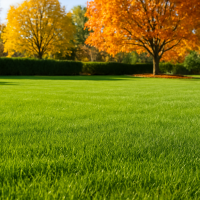 Fall Lawn