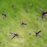 mosquitoes flying around