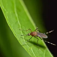 mosquito on green leaf