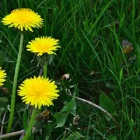 weeds_in_grass