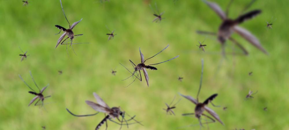 mosquitoes flying around
