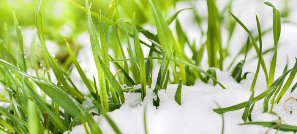 grass with snow