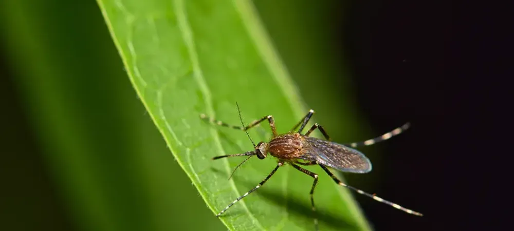 mosquito on green leaf