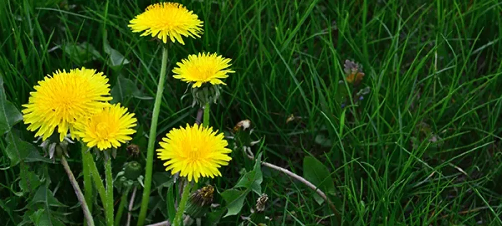 weeds_in_grass